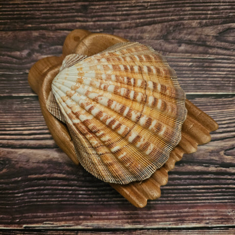 A Lion's Paw Scallop Shell on wooden hands on a wooden background