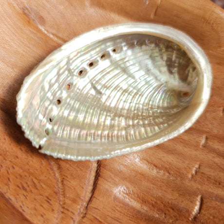 An abalone shell placed on a wooden surface, displaying the natural beige and white colours with patterns typical of an abalone shell.