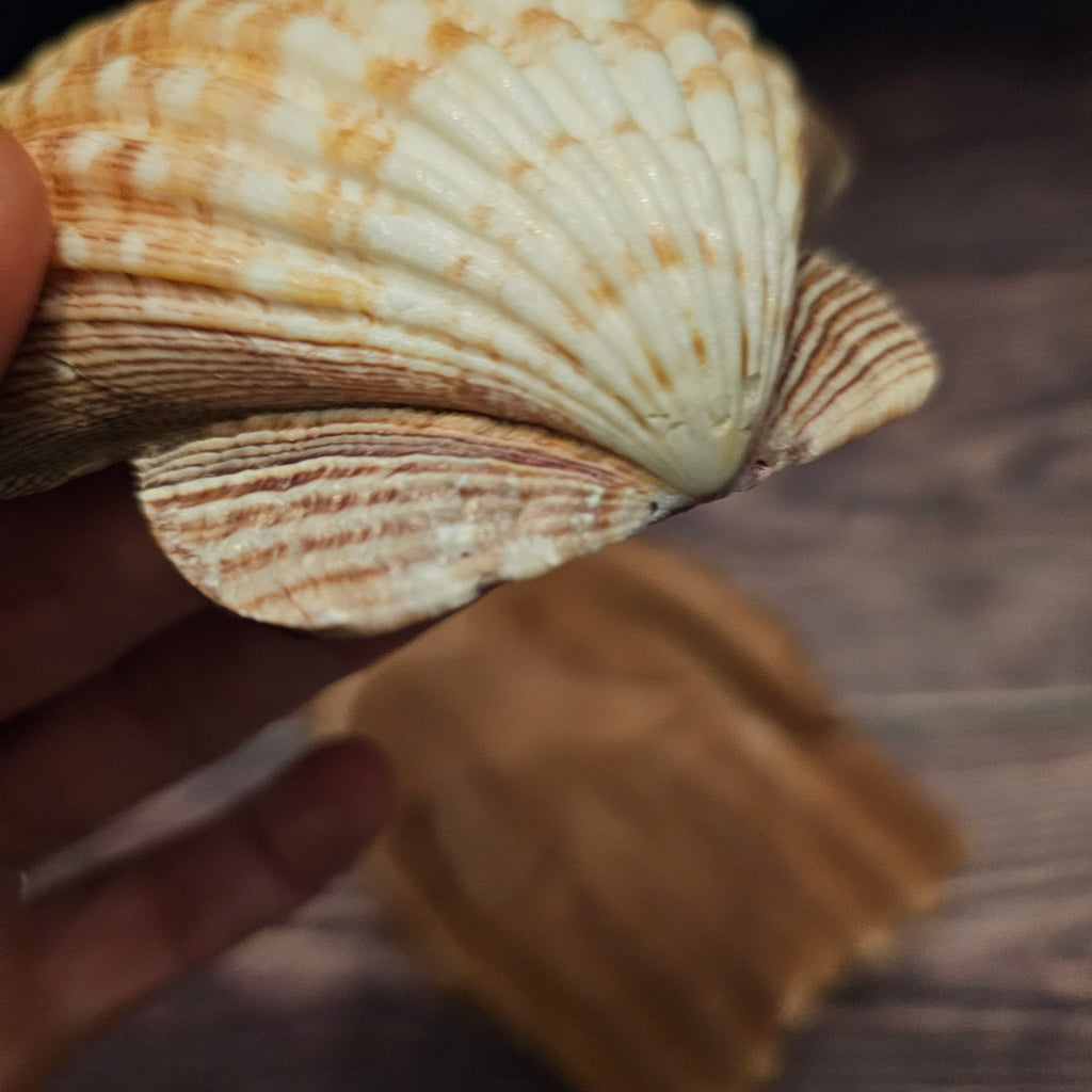A close up of the outside of a Lion's Paw Scallop Shell 