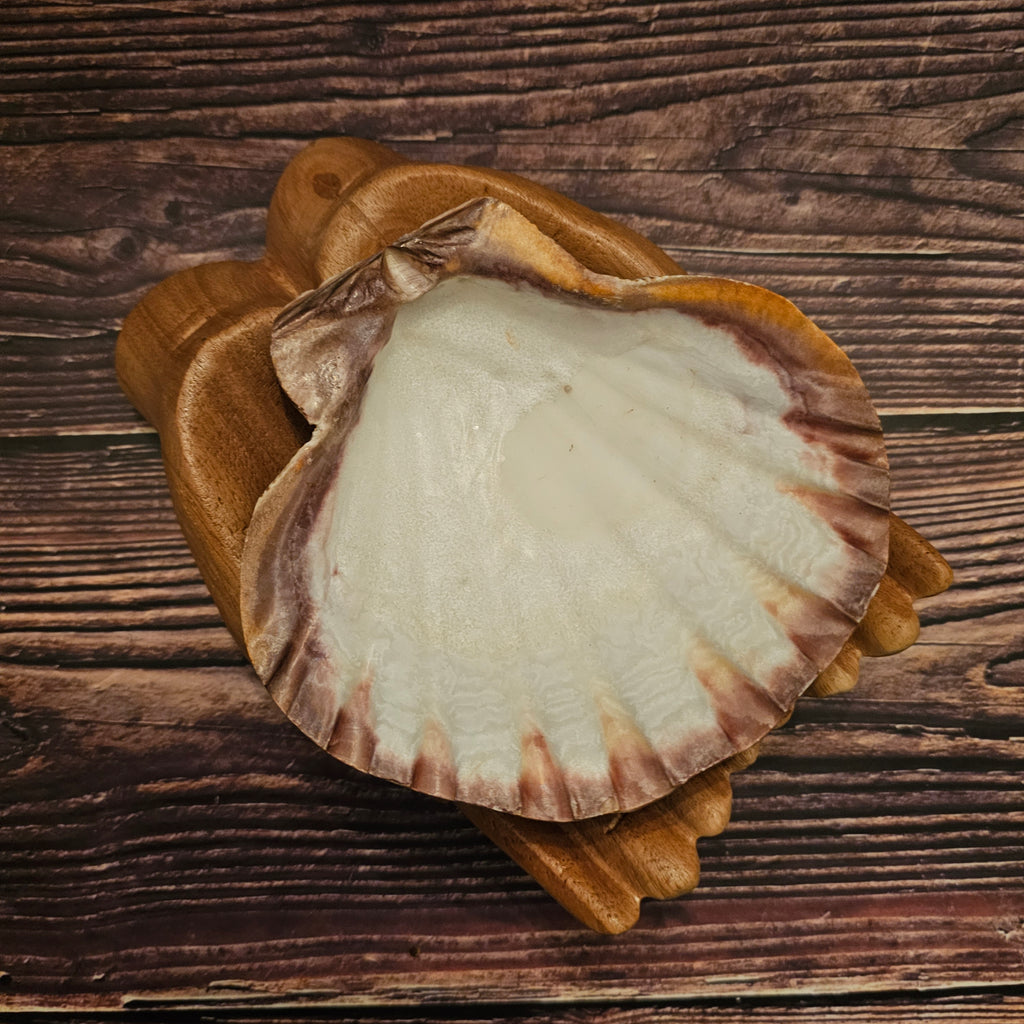 A Lion's Paw Scallop Shell on wooden hands on a wooden background, from inside the shell