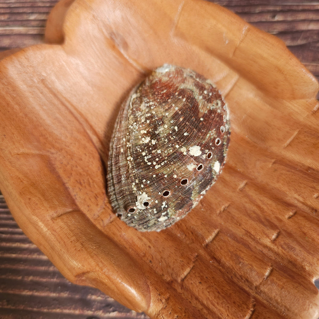 An abalone shell placed on a wooden surface showing the rough side of the shell