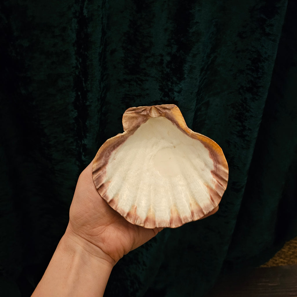 A Lion's Paw Scallop Shell being held in someone's hand